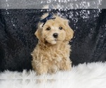 Puppy Fisher F1 Maltipoo