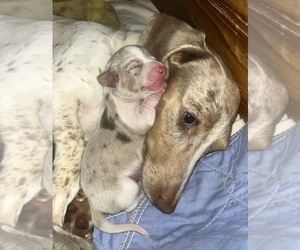 Mother of the Dachshund puppies born on 11/10/2025
