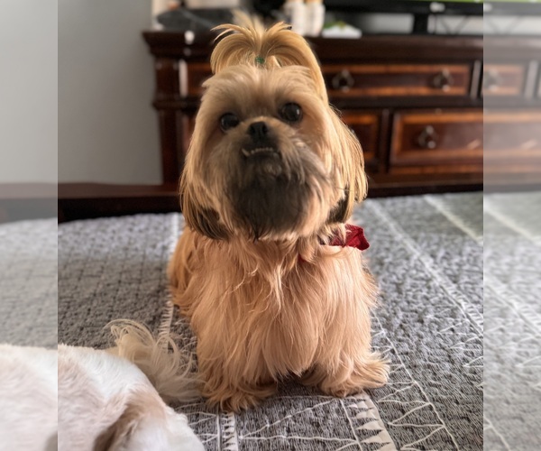 Medium Photo #1 Shih Tzu Puppy For Sale in ORLANDO, FL, USA