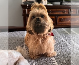 Father of the Shih Tzu puppies born on 03/28/2026