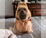 Small Photo #1 Shih Tzu Puppy For Sale in ORLANDO, FL, USA