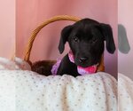 Small Photo #2 Shepradors Puppy For Sale in Claremore, OK, USA