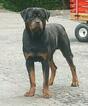 Small Photo #1 Bullmastiff-Rottweiler Mix Puppy For Sale in MORGANTOWN, PA, USA