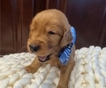 Small #7 Golden Retriever