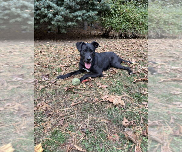 Medium Photo #12 Labrador Retriever-Unknown Mix Puppy For Sale in Boston, MA, USA