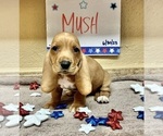 Puppy 7 Basset Hound
