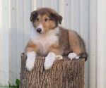 Small Collie