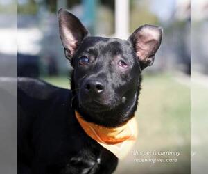 GOBLIN - Male Chihuahua Dog for Adoption - Photo #2