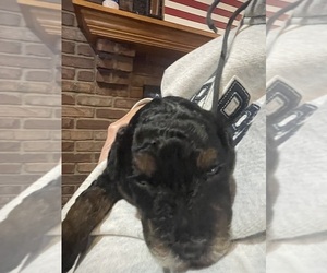 Bernedoodle (Miniature) Puppy for sale in SUNMAN, IN, USA