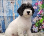 Small Photo #13 Miniature Labradoodle Puppy For Sale in BLAKESBURG, IA, USA