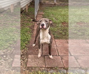 Hank the Handsome - Male American Pit Bull Terrier-American Staffordshire Terrier Mix Dog for Adoption - Photo #4