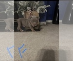 Small Photo #11 American Bully Puppy For Sale in WINDSOR, PA, USA