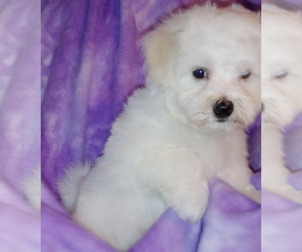 Medium Photo #1 Maltichon Puppy For Sale in WINSTON SALEM, NC, USA