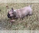 Litter of 5 - Female French BulldogLitter of Puppies for Sale - Photo #4