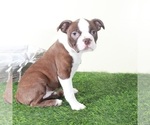 Small #2 Boston Terrier