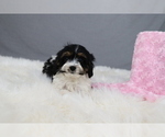 Puppy Mary Cavapoo