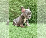 Small Photo #78 French Bulldog Puppy For Sale in COLUMBUS, OH, USA