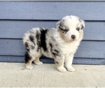 Small #2 Australian Shepherd