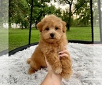Small Photo #7 Havanese-Poodle (Toy) Mix Puppy For Sale in HOUSTON, TX, USA