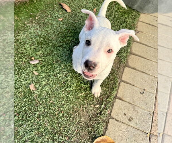 Medium Photo #7 Aussiedor Puppy For Sale in San Juan Capistrano, CA, USA