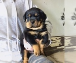 Small #54 Rottweiler