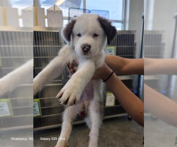 Medium Photo #1 Saint Bernard-Unknown Mix Puppy For Sale in San Antonio, TX, USA