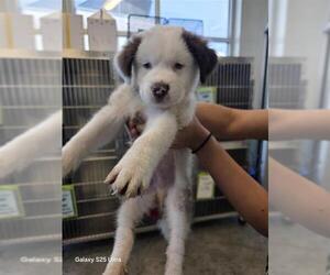 Saint Bernard-Unknown Mix Dogs for adoption in San Antonio, TX, USA