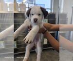 Small Saint Bernard Mix