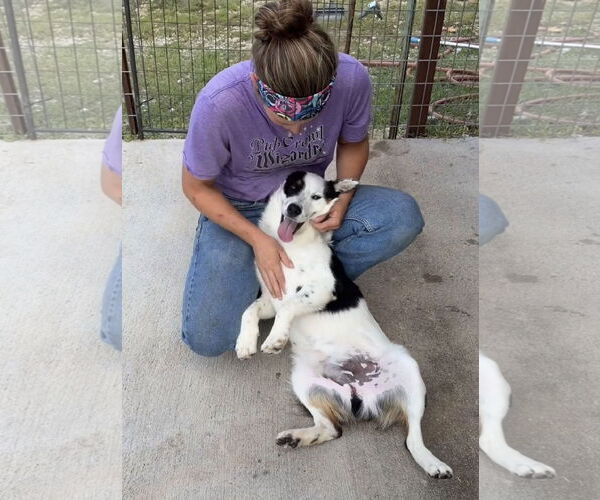 Medium Photo #4 Border Collie-Unknown Mix Puppy For Sale in Green Forest, AR, USA