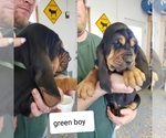Small Photo #3 Bloodhound Puppy For Sale in BARTLEY, NE, USA