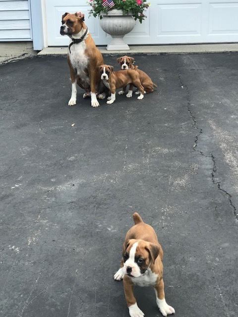 Medium Photo #1 Boxer Puppy For Sale in DRYDEN, NY, USA