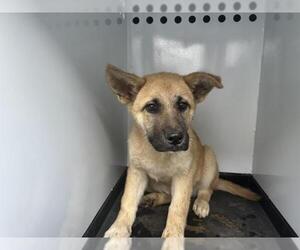 German Shepherd Dog-Unknown Mix Dogs for adoption in Visalia, CA, USA