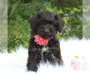 Schnoodle (Miniature) Puppy for sale in DUNDEE, NY, USA