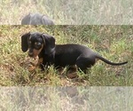 Small Photo #7 Dachshund Puppy For Sale in HOUSTON, TX, USA