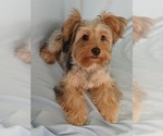 Small Yorkshire Terrier