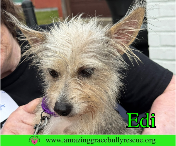 Medium Photo #3 Mutt Puppy For Sale in Pensacola, FL, USA