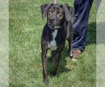 Small #2 Plott Hound Mix