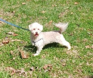 Havanese Puppy for sale in WINSTON SALEM, NC, USA