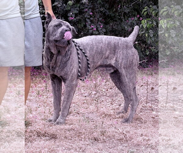 Medium Photo #4 Mutt Puppy For Sale in Goodyear, AZ, USA