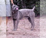 Small #3 Mutt