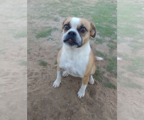 Medium Photo #3 Puggle Puppy For Sale in Apple Valley, CA, USA