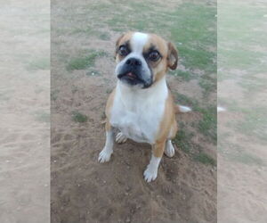 Gidget - Female Puggle Dog for Adoption - Photo #3