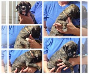 Boston Terrier-Boxer Mix Puppy for sale in ROLLA, MO, USA