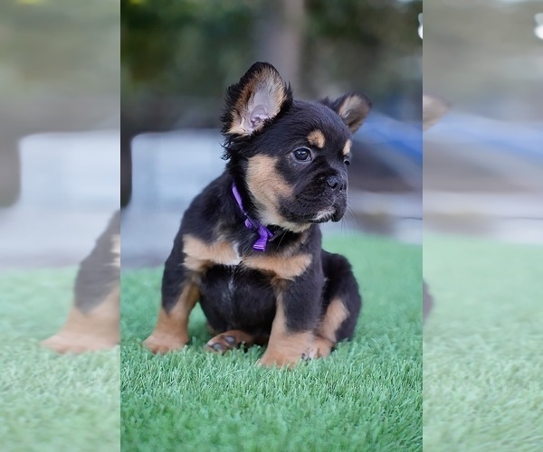 Medium Photo #9 French Bulldog Puppy For Sale in POMPANO BEACH, FL, USA