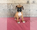 Litter of 9 - Male(s) and Female(s) BoxerLitter of Puppies for Sale - Photo #6