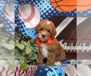 Poodle (Miniature) Puppy for sale in OXFORD, PA, USA