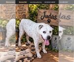 Judas - Male American Staffordshire Terrier Dog for Adoption - Small photo