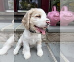 Small #4 Cocker Spaniel