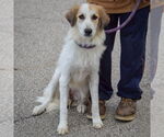 Small #2 Collie-Great Pyrenees Mix