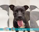 Small #1 Boxer Mix